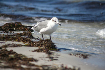 Obraz premium Seagull on the beach