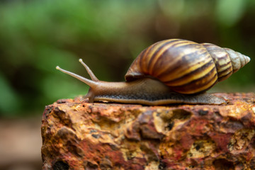 snail is slowly crawling forward on the red rock.