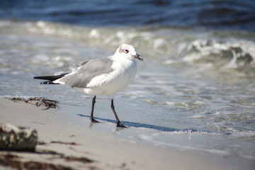 Seagull on the beach