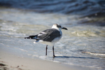 Seagull on the beach