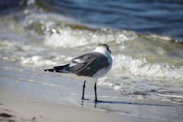 Seagull on the beach