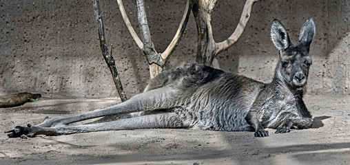 Eastern grey kangaroo or giant kangaroo in its enclosure. Latin name - Macropus giganteus © Mikhail Blajenov