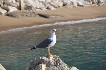 Seagull on a rock in the sea.