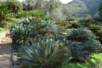 Landscape with cycads, Kirstenbosch National Botanical Gardens, Cape Town, Western Cape, South Africa