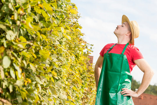 Mann in Gartensch&uuml;rze schaut &uuml;ber Hecke