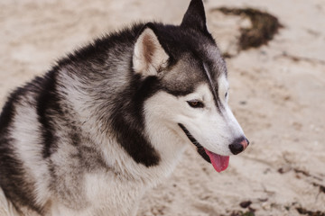 Husky portrait outdoors. Walk with the dog.