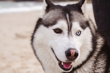 Husky portrait outdoors. Walk with the dog.