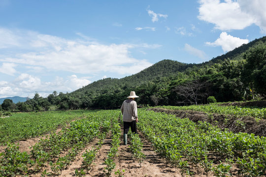campesino labrando en campo de arroz de espaldas con fondo monta&ntilde;oso  en asia en asia