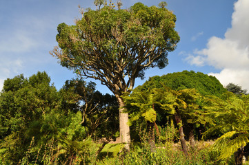 Fototapeta na wymiar Tree ferns and trees, Kirstenbosch National Botanical Garden, Cape Town, South Africa
