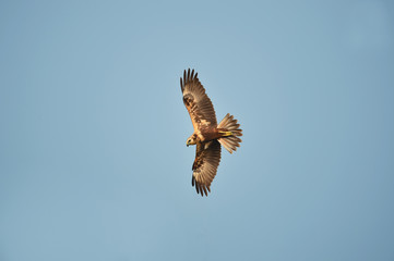Eastern Marsh Harrier in Mai Po Marshes, Hong Kong (Formal Name: Circus spilonotus)
