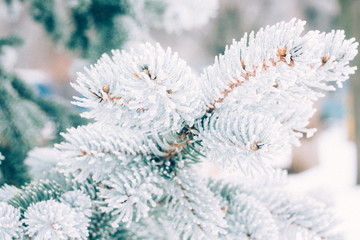Winter frost Christmas evergreen tree background. Ice covered blue spruce branch close up. Frosen...