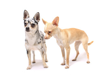 Chihuahua dogs