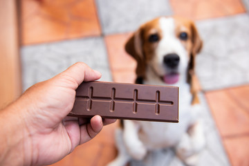 The hand of a person is giving chocolate to a pet to eat. But animals can't eat chocolate. It...