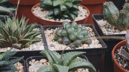 Different potted cactus succulents in shop, market. Cactus and succulent plants  nursery background