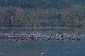 Naklejka premium Kraniche im Herbst in der Oberlausitz