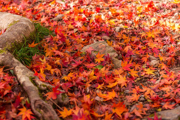 red autumn leaves