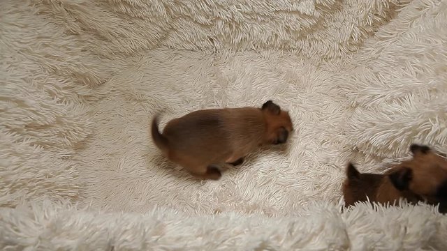 puppy portrait wool plaid background hd footage 