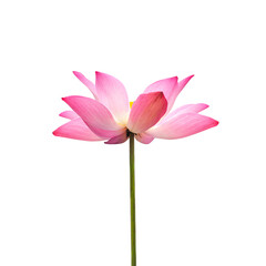 Lotus or waterlily flower isolated on white