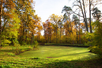 Green swamp inside the forest. Beautiful and warm autumn.