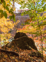 Autumn Forest