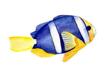 fish on isolated white background, watercolor illustration, hand drawing
