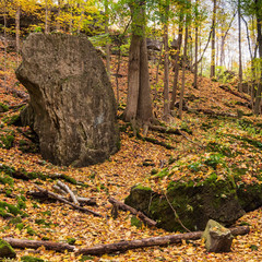 Autumn Forest