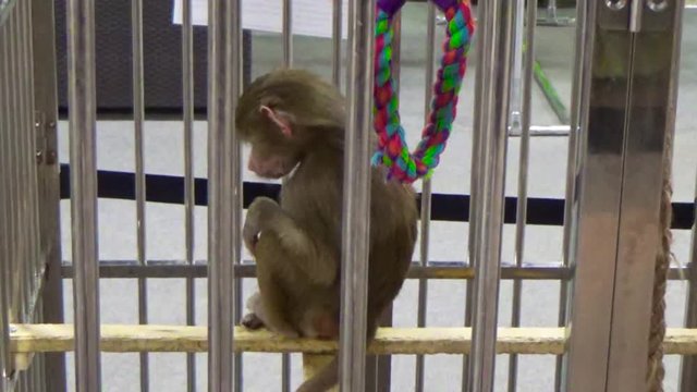 Monkey sitting in a cage