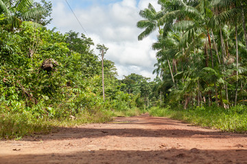 Fototapeta na wymiar Dirt Path in a Forest of the Amazon Region