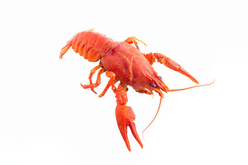 Boiled crawfish close-up. isolated on white background