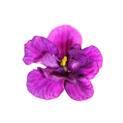 Beautiful purple violet flower isolated on a white background