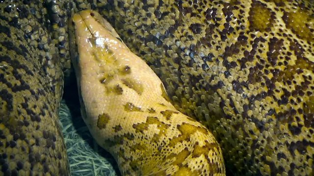 The boa constrictor curled up