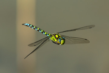 A blue hawker dragonfly in flight on a sunny day in summer - obrazy, fototapety, plakaty