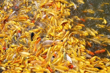 group Gold carp fish in the water is beautiful