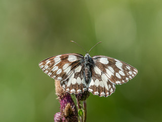 A marbled white butterfly sitting on a flower on a sunny day in summer