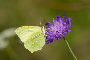 A common brimstone butterfly sitting on a flower on a sunny day in summer