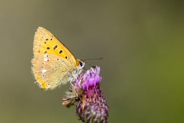 A scarce copper butterfly sitting on a flower on a sunny day in summer