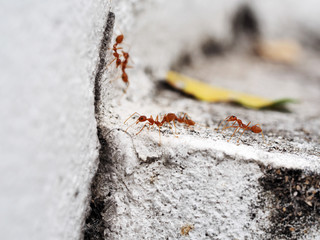 Red ants to climp on the corner of wall