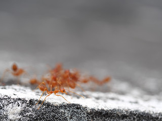 Red ants on the floor