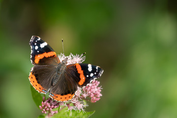 Fototapeta na wymiar A red admiral butterfly sitting on a flower on a sunny day in summer