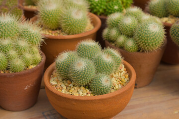 cactus, cactus background, cactus from Thailand country