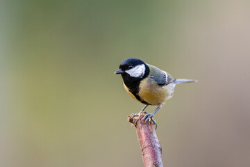 Obraz premium A great tit sitting on a twig