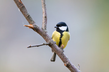 A great tit sitting on a twig