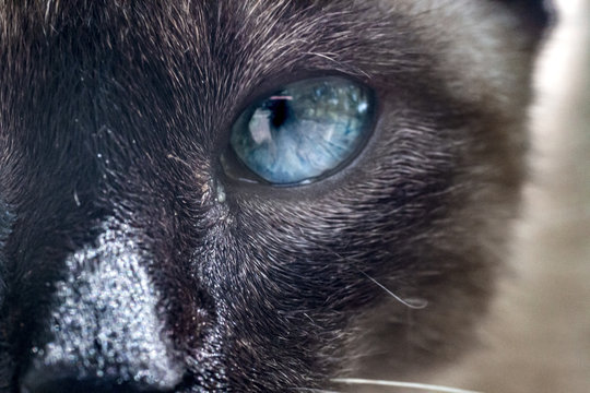Cat blue eyes