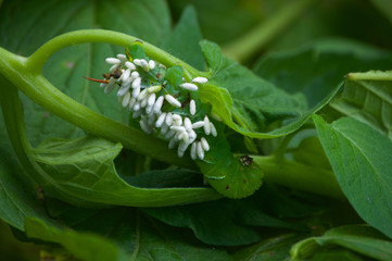 Parasitoid Wasp Cocoons on Hornworm