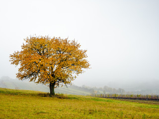 Tree in colors of autumn in Burgenland