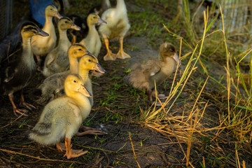 Duckling group on background of husbandry natural animal lifestyle in garden organic farming.