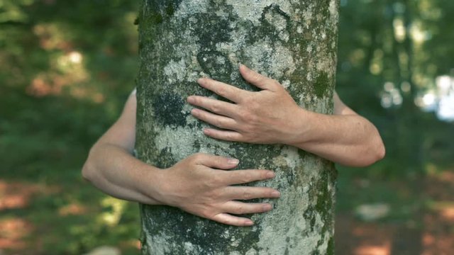 Environmentalist is hugging tree in forest
