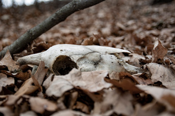 Ram skulls in forest. Animal skull in the autumn forest. A real lamb skull on a foliage background .