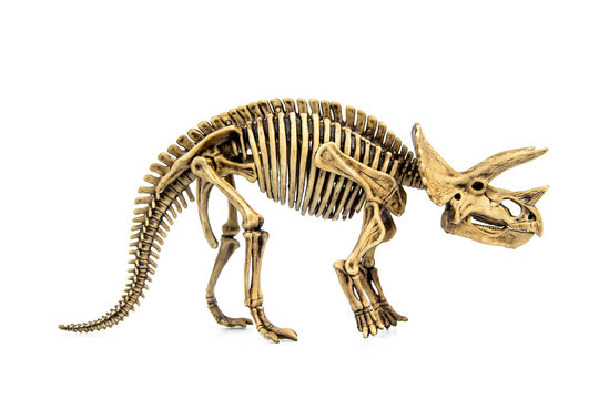 Fossil skeleton of Dinosaur three horns Triceratops isolated on white background.