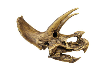 Fossil skull of Dinosaur three horns Triceratops isolated on white background. © Panupong